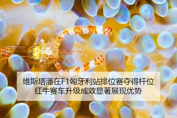 wei-si-ta-pan-zai-xiong-ya-li-zhan-pai-wei-sai-duo-de-gan-wei-hong-niu-sai-che-sheng-ji-cheng-xiao-xian-zhu-zhan-xian-3-215.jpg